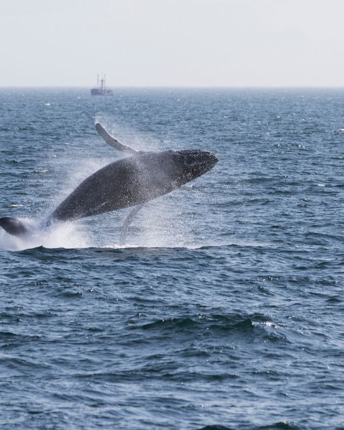 baleias (8)